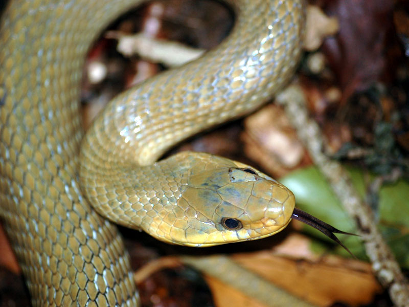 Serpente