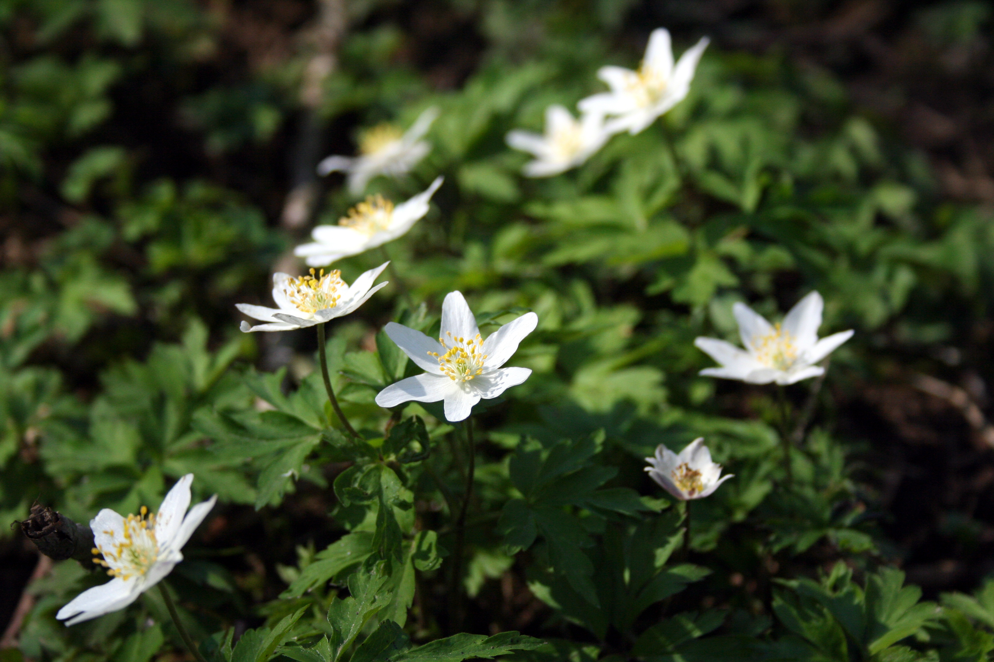 anemone Catalogo Specie Flora