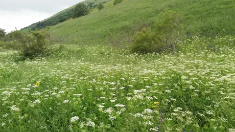 Chaerophyllum aureum